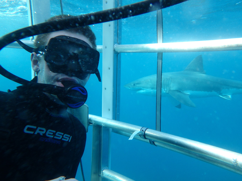 Adventure-Bay-Charters-shark-02-web