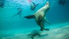 Adventure-Bay-Charters-swimming-with-sealions-01-web