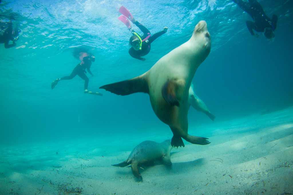 Adventure-Bay-Charters-swimming-with-sealions-01-web