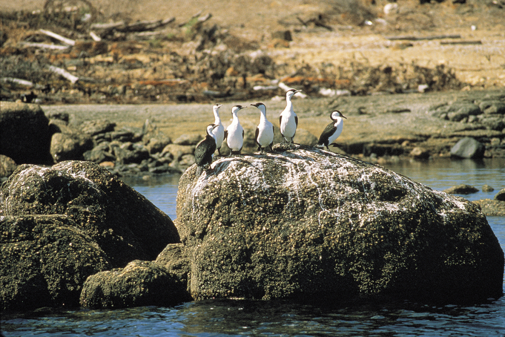 eyre-peninsula-cormorants-on-rock