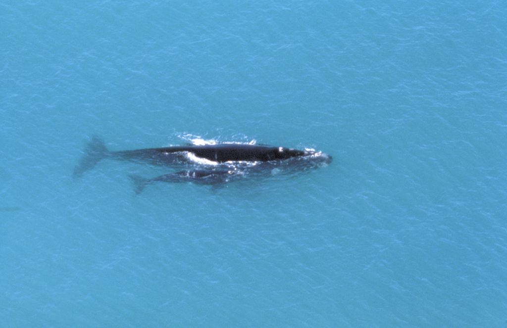 eyre-peninsula-whale-watching