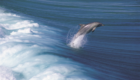 port-lincoln-dolphin-jumping-from-wave