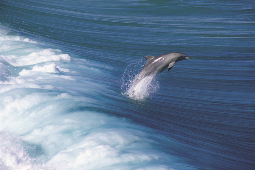 port-lincoln-dolphin-jumping-from-wave